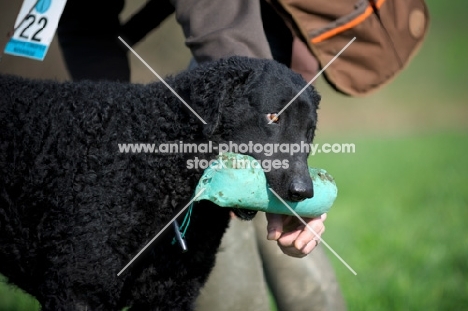 Curly Coated Retriever giving dummy to owner