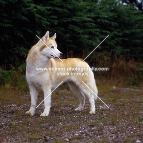 ch forstal's noushka ,alert siberian husky