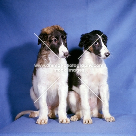 two borzoi puppies sitting together