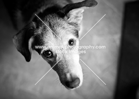 Beagle Mix looking up at camera.