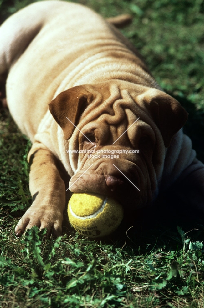 shar pei puppy with ball