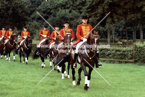 quadrille by hanoverian stallions at celle