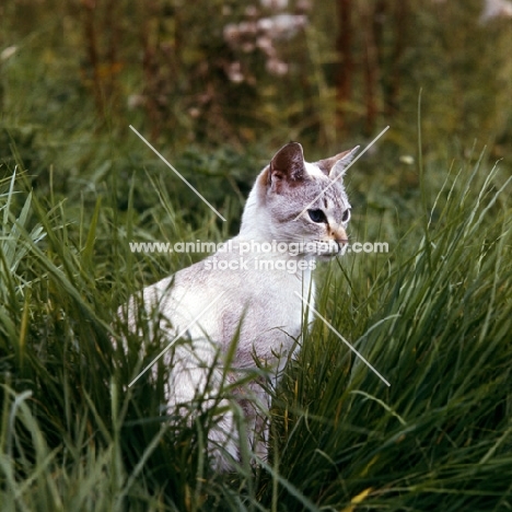 tabby point siamese cat in long grass