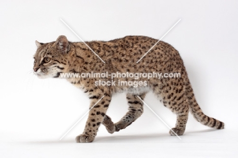 female Brown Spotted Tabby Geoffroy's Cat, walking