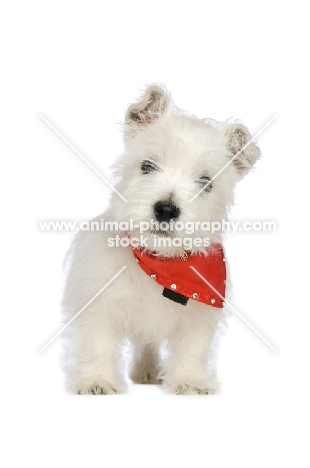 West Highland White puppy wearing a red bandanna around its neck, isolated on a white background