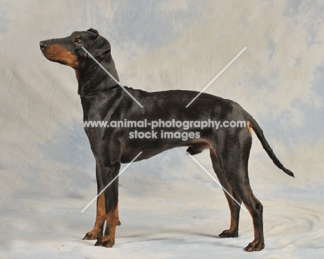 Manchester Terrier side view