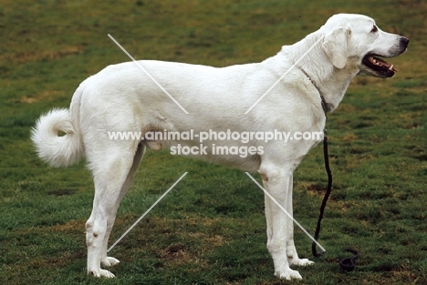 Anatolian Sheepdog, side view