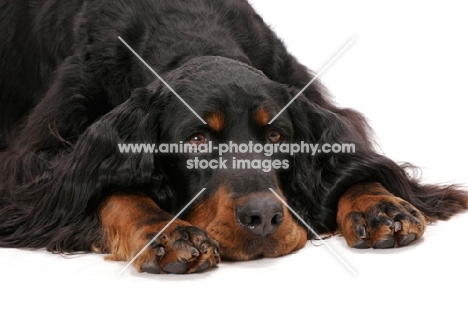 Australian Champion Gordon Setter, resting on white background