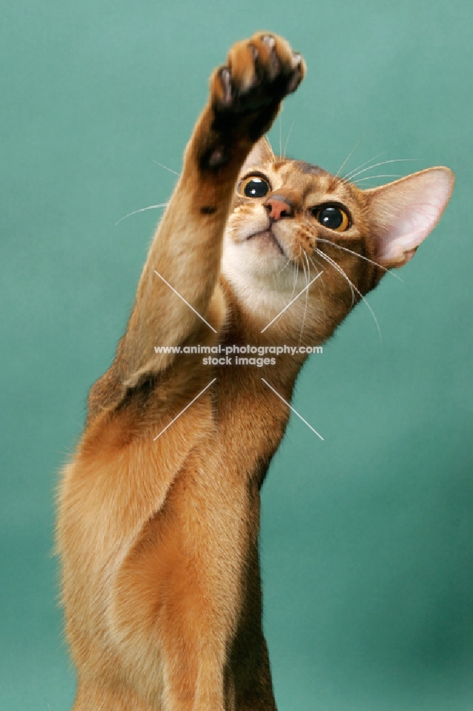 1 year old ruddy (usual) Abyssinian cat, reaching 