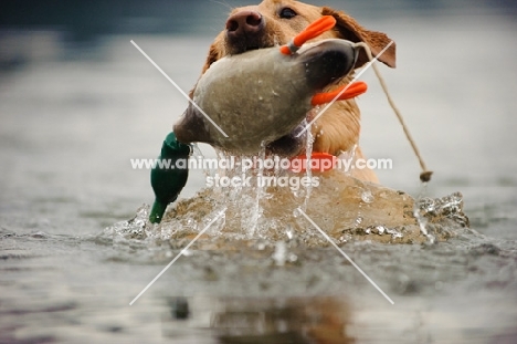 Labrador Retriever playing with rubber duck