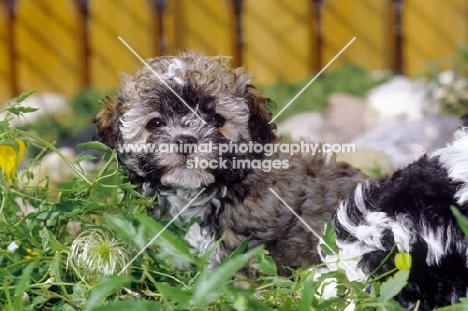 young Russian Bolonka (aka zwetnaja bolonka) amongst greenery