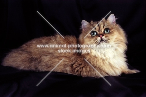 young golden persian cat