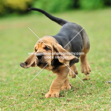 Bloodhound puppy