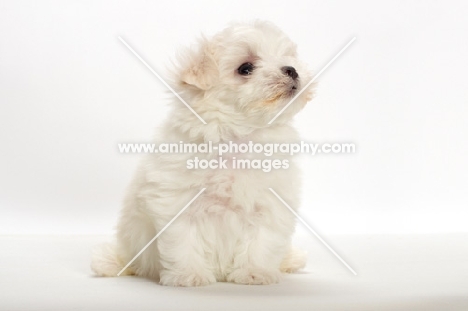 Maltese puppy on white background