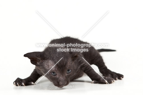 black Peterbald kitten
