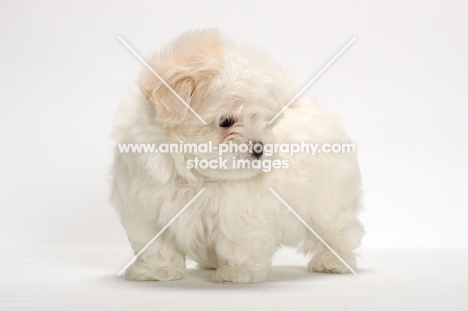 Maltese puppy on white background, looking down