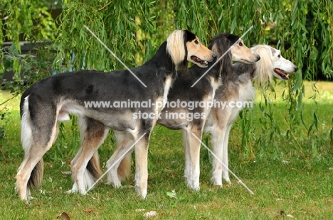 three Saluki's