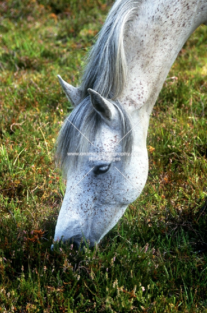 new forest pony grazing heather and plants in new forest