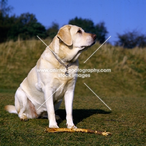 labrador with stick waiting for it to be thrown