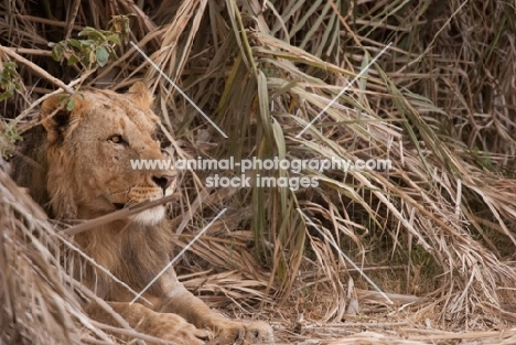 Young male Lion resting in some dry bushes in Amboseli, Kenya
