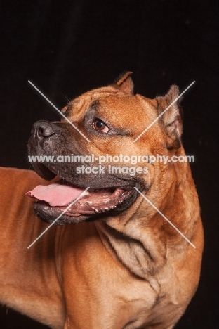 Cane Corso portrait