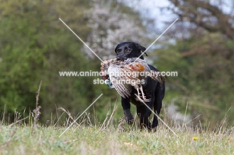 black Labrador with pheasant