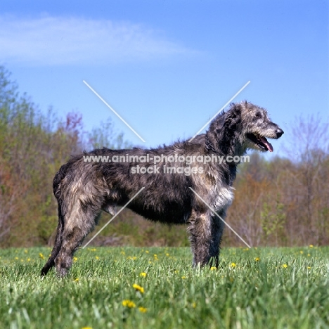 castlekeeper clancy malone irish wolfhound in usa