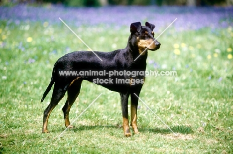 keyline gloriana, manchester terrier in show pose