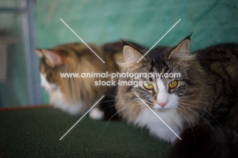two norwegian forest cats, green background