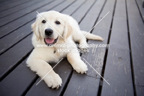 Golden retriever puppy lying on deck, smiling