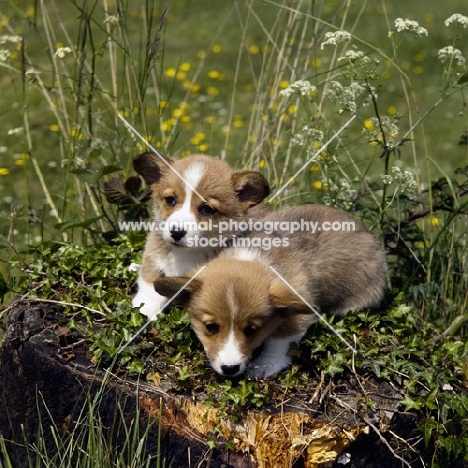 two pembroke corgi puppies lying on a log