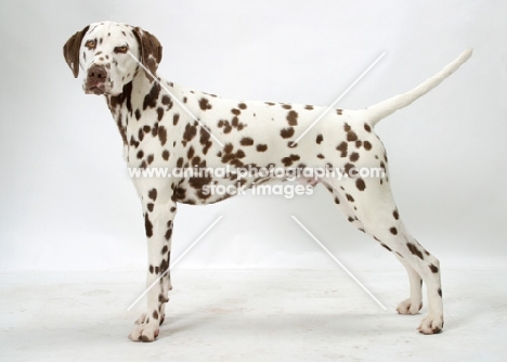 liver Dalmatian on white background