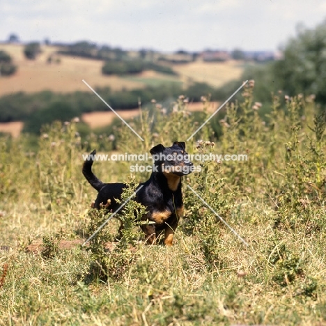 merry meg of the embarges,   lancashire heeler in field of thistles