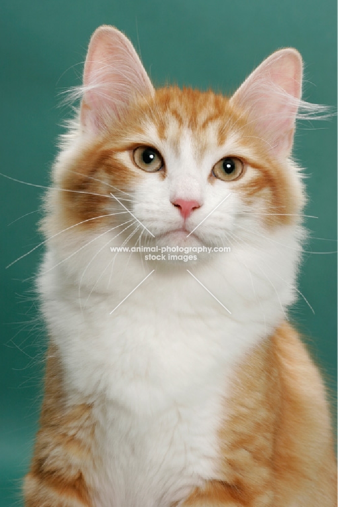 Siberian on green background, Red Mackerel Tabby & White, portrait