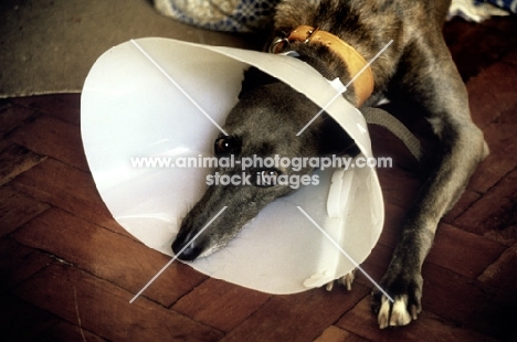 greyhound wearing an elizabethan collar after operation