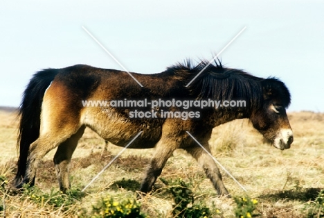 exmoor pony in winter walking on exmoor