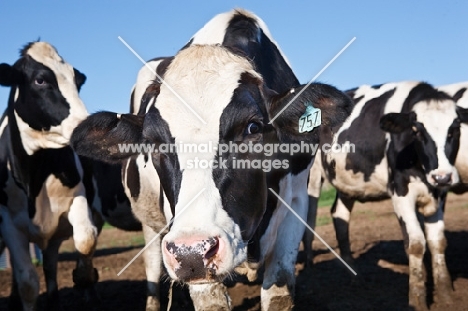Holstein Friesian cow looking at camera