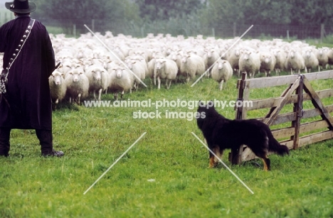 Altdeutsche Hutehund (aka Old German Sheepdog, Westerwalder) looking at sheep