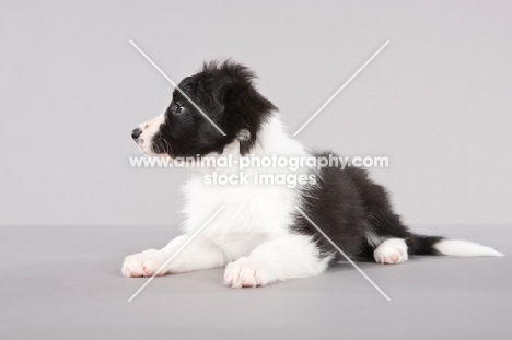 Border Collie puppy lying down