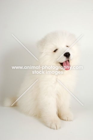 soft 9 week old Samoyed puppy on white background, mouth open