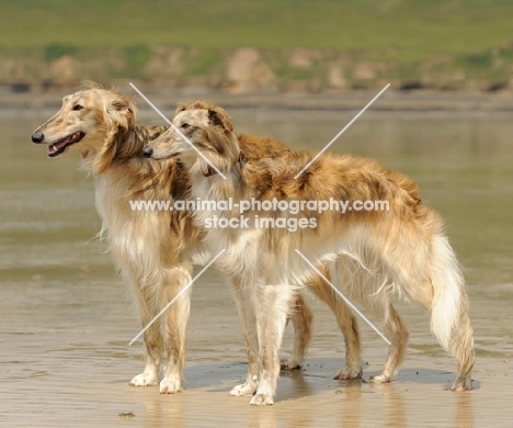 two Silken Windhounds standing on a beach
