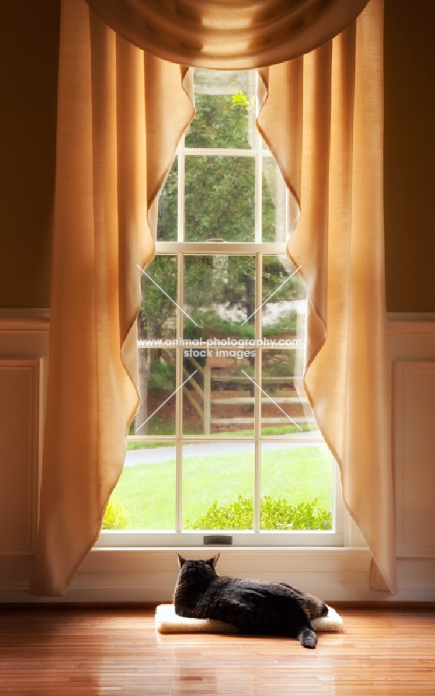 Tabby cat looking out window