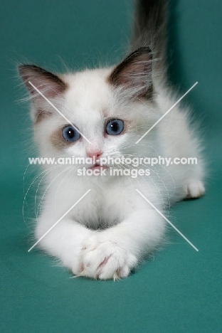 Seal Point Bi-Color Ragdoll kitten