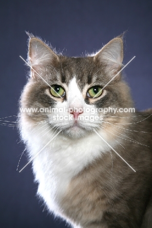 Siberian cat, portrait on blue background