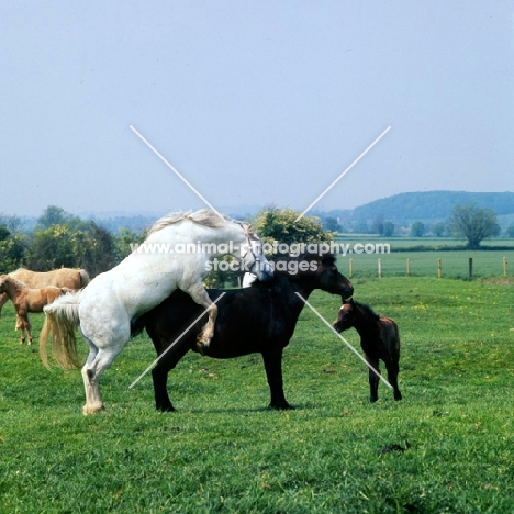 stallion mounting a mare, mating