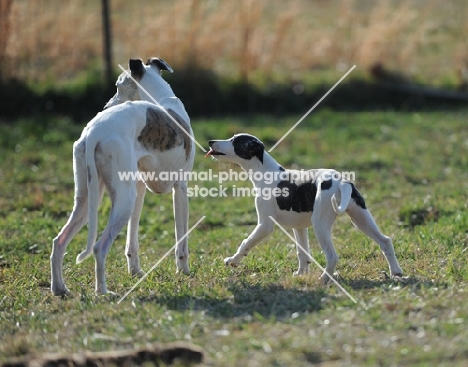 two dogs in countryside