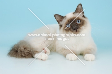 young blue point birman cat 