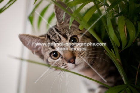 Young tabby cat peeking out from plant