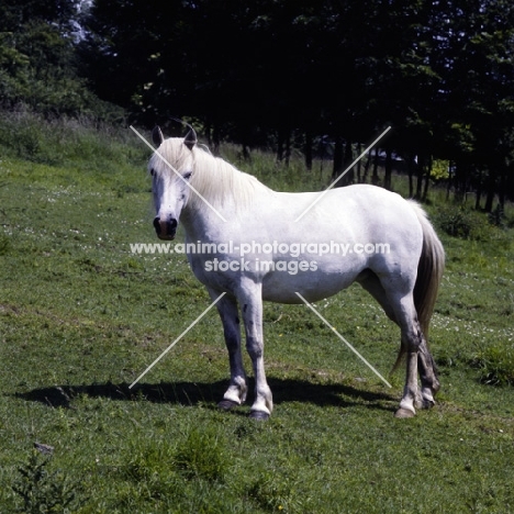 connemara mare standing in a field