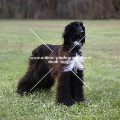 am ch shahpphire of grandeur, afghan hound standing on grass 